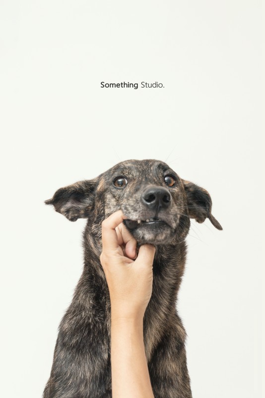 SOMETHINGSTUDIO,三牲工作室,三牲,中途攝影,寵物寫真,寵物攝影,寵物肖像,毛孩,毛孩寫真,汪星人,狗,米克斯,領養不棄養,領養代替購買