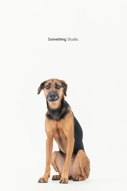SOMETHINGSTUDIO,三牲工作室,三牲,中途攝影,寵物寫真,寵物攝影,寵物肖像,毛孩,毛孩寫真,汪星人,狗,米克斯,領養不棄養,領養代替購買