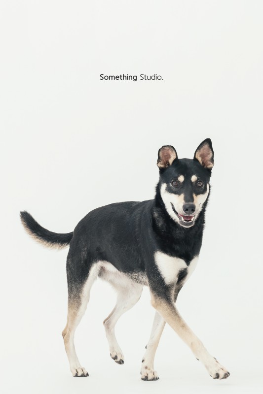 SOMETHINGSTUDIO,三牲工作室,三牲,中途攝影,寵物寫真,寵物攝影,寵物肖像,毛孩,毛孩寫真,汪星人,狗,米克斯,領養不棄養,領養代替購買