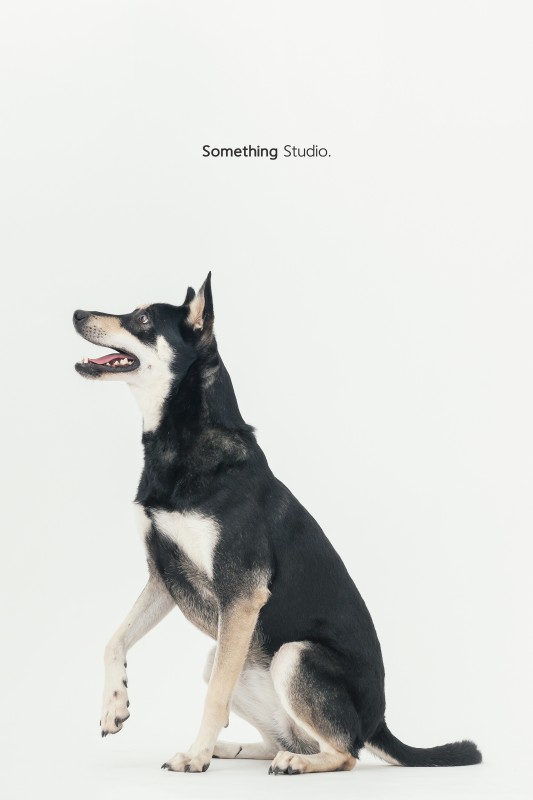 SOMETHINGSTUDIO,三牲工作室,三牲,中途攝影,寵物寫真,寵物攝影,寵物肖像,毛孩,毛孩寫真,汪星人,狗,米克斯,領養不棄養,領養代替購買
