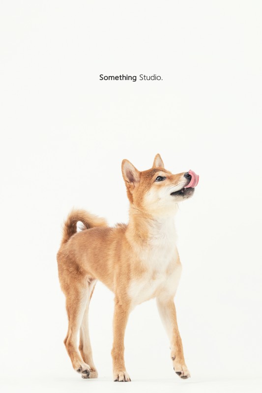 SOMETHINGSTUDIO,三牲工作室,三牲,中途攝影,寵物寫真,寵物攝影,寵物肖像,毛孩,毛孩寫真,汪星人,狗,米克斯,領養不棄養,領養代替購買