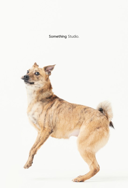 SOMETHINGSTUDIO,三牲工作室,三牲,中途攝影,寵物寫真,寵物攝影,寵物肖像,毛孩,毛孩寫真,汪星人,狗,米克斯,領養不棄養,領養代替購買