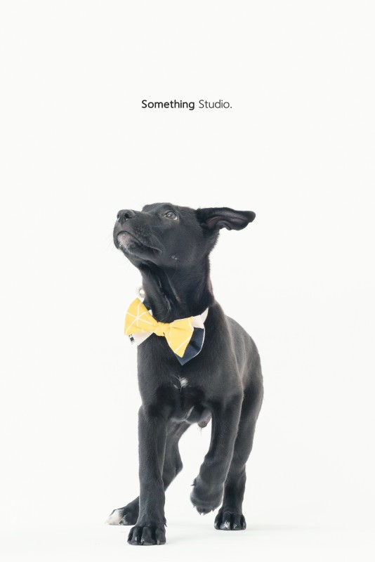 SOMETHINGSTUDIO,三牲工作室,三牲,中途攝影,寵物寫真,寵物攝影,寵物肖像,毛孩,毛孩寫真,汪星人,狗,米克斯,領養不棄養,領養代替購買
