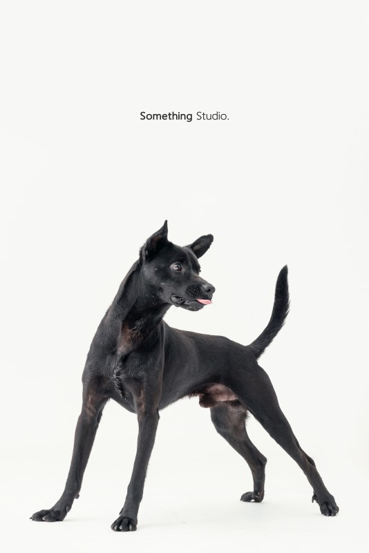 SOMETHINGSTUDIO,三牲工作室,三牲,中途攝影,寵物寫真,寵物攝影,寵物肖像,毛孩,毛孩寫真,汪星人,領養不棄養,領養代替購買