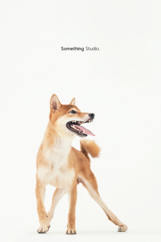 SOMETHINGSTUDIO,三牲工作室,三牲,中途攝影,寵物寫真,寵物攝影,寵物肖像,毛孩,毛孩寫真,汪星人,狗,米克斯,領養不棄養,領養代替購買