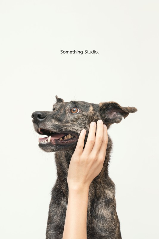 SOMETHINGSTUDIO,三牲工作室,三牲,中途攝影,寵物寫真,寵物攝影,寵物肖像,毛孩,毛孩寫真,汪星人,狗,米克斯,領養不棄養,領養代替購買