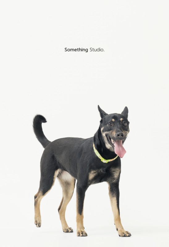 SOMETHINGSTUDIO,三牲工作室,三牲,中途攝影,寵物寫真,寵物攝影,寵物肖像,毛孩,毛孩寫真,汪星人,狗,米克斯,領養不棄養,領養代替購買