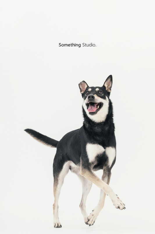 SOMETHINGSTUDIO,三牲工作室,三牲,中途攝影,寵物寫真,寵物攝影,寵物肖像,毛孩,毛孩寫真,汪星人,狗,米克斯,領養不棄養,領養代替購買