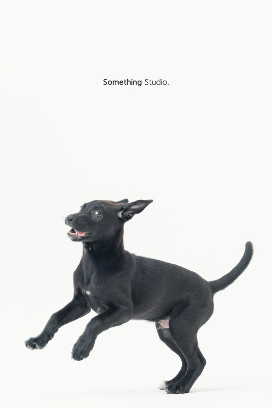 SOMETHINGSTUDIO,三牲工作室,三牲,中途攝影,寵物寫真,寵物攝影,寵物肖像,毛孩,毛孩寫真,汪星人,狗,米克斯,領養不棄養,領養代替購買