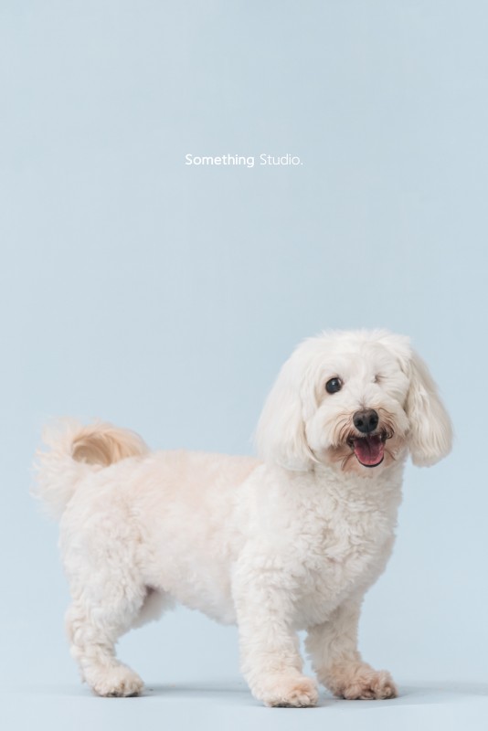 SOMETHINGSTUDIO,三牲工作室,三牲,中途攝影,寵物寫真,寵物攝影,寵物肖像,毛孩,毛孩寫真,喵星人,貓奴,貓,領養不棄養,領養代替購買