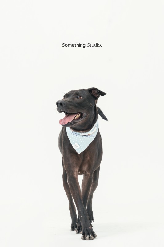 SOMETHINGSTUDIO,三牲工作室,三牲,中途攝影,寵物寫真,寵物攝影,寵物肖像,毛孩,毛孩寫真,汪星人,狗,米克斯,領養不棄養,領養代替購買
