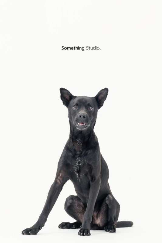 SOMETHINGSTUDIO,三牲工作室,三牲,中途攝影,寵物寫真,寵物攝影,寵物肖像,毛孩,毛孩寫真,汪星人,領養不棄養,領養代替購買