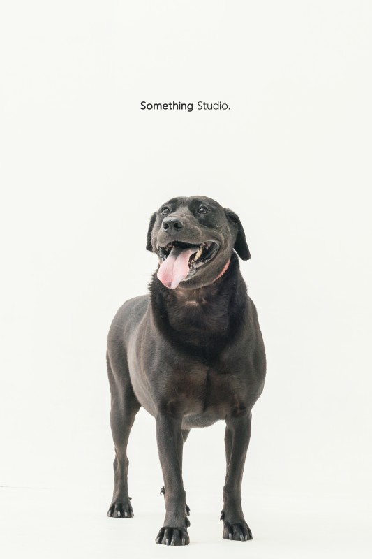 SOMETHINGSTUDIO,三牲工作室,三牲,中途攝影,寵物寫真,寵物攝影,寵物肖像,毛孩,毛孩寫真,汪星人,狗,米克斯,領養不棄養,領養代替購買