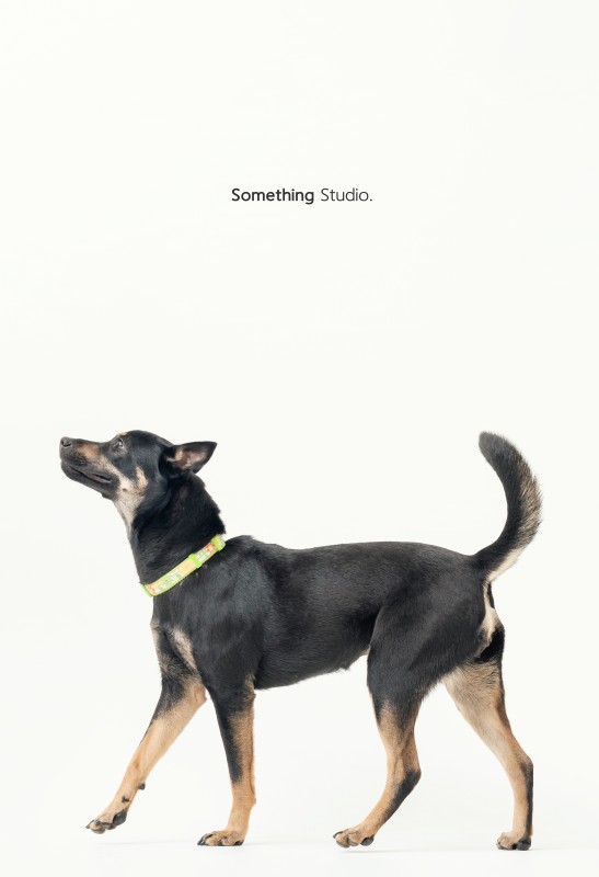 SOMETHINGSTUDIO,三牲工作室,三牲,中途攝影,寵物寫真,寵物攝影,寵物肖像,毛孩,毛孩寫真,汪星人,狗,米克斯,領養不棄養,領養代替購買