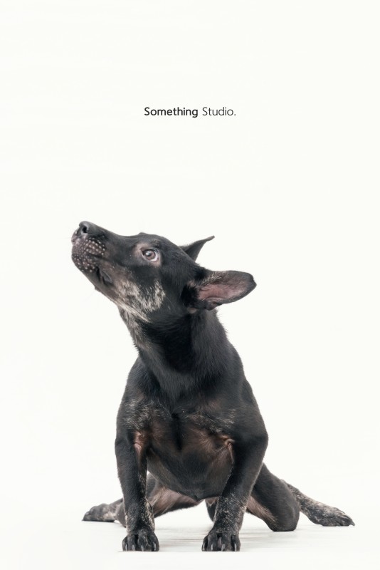 SOMETHINGSTUDIO,三牲工作室,三牲,中途攝影,寵物寫真,寵物攝影,寵物肖像,毛孩,毛孩寫真,汪星人,領養不棄養,領養代替購買