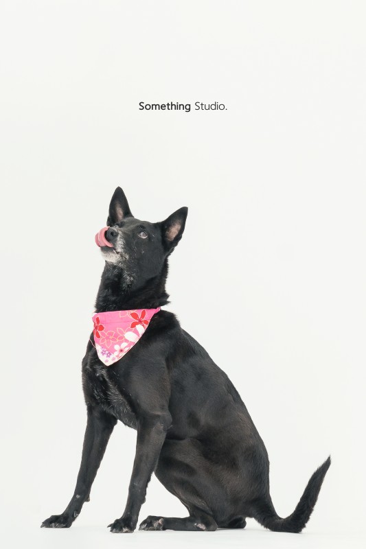 SOMETHINGSTUDIO,三牲工作室,三牲,中途攝影,寵物寫真,寵物攝影,寵物肖像,毛孩,毛孩寫真,汪星人,狗,米克斯,領養不棄養,領養代替購買