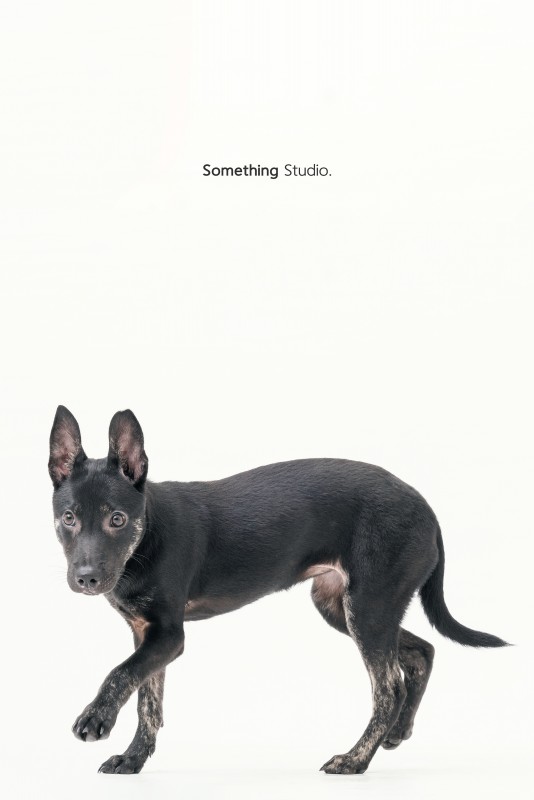 SOMETHINGSTUDIO,三牲工作室,三牲,中途攝影,寵物寫真,寵物攝影,寵物肖像,毛孩,毛孩寫真,汪星人,領養不棄養,領養代替購買