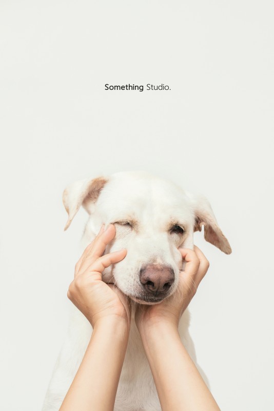 SOMETHINGSTUDIO,三牲工作室,三牲,中途攝影,寵物寫真,寵物攝影,寵物肖像,毛孩,毛孩寫真,汪星人,狗,米克斯,領養不棄養,領養代替購買