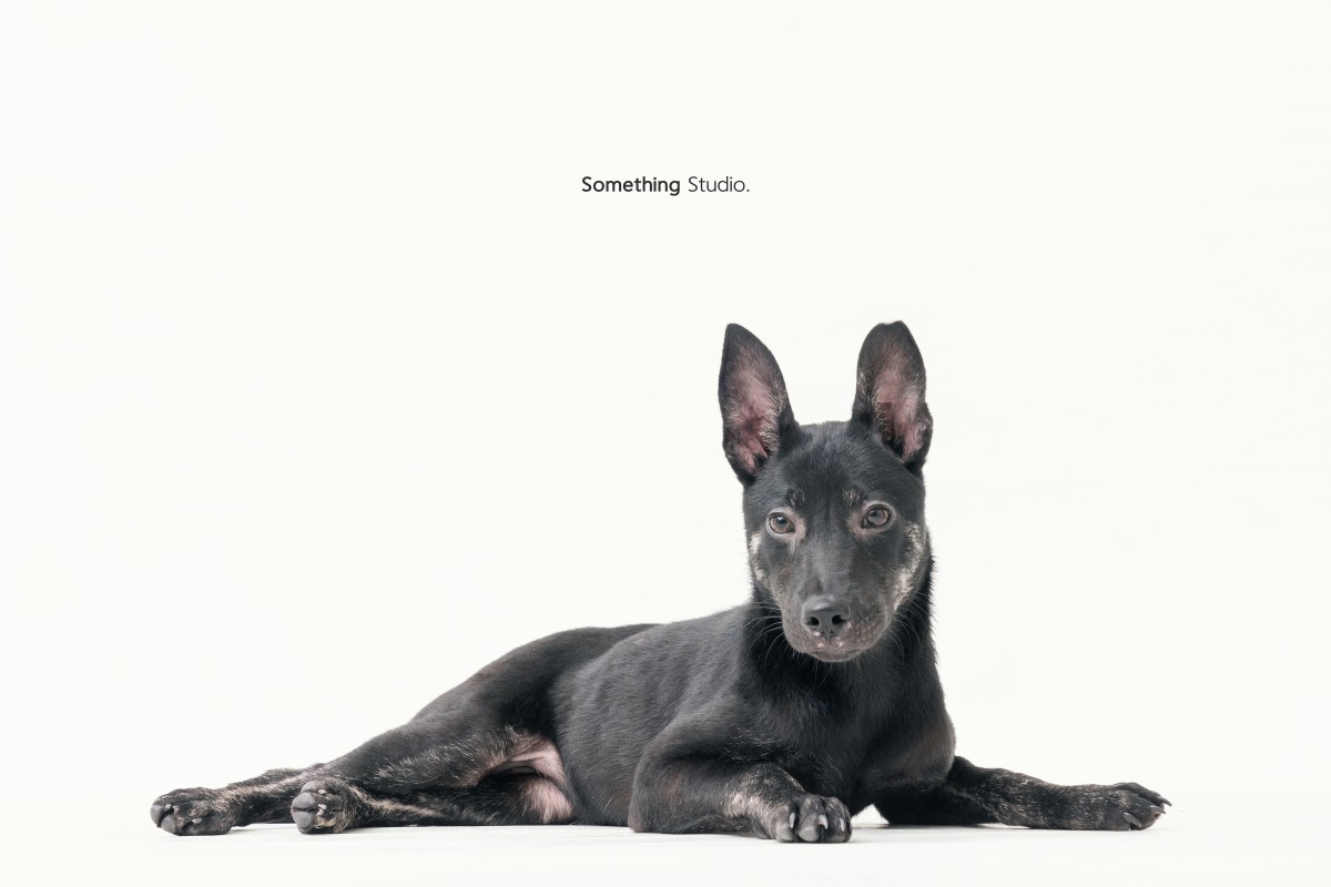 SOMETHINGSTUDIO,三牲工作室,三牲,中途攝影,寵物寫真,寵物攝影,寵物肖像,毛孩,毛孩寫真,汪星人,領養不棄養,領養代替購買