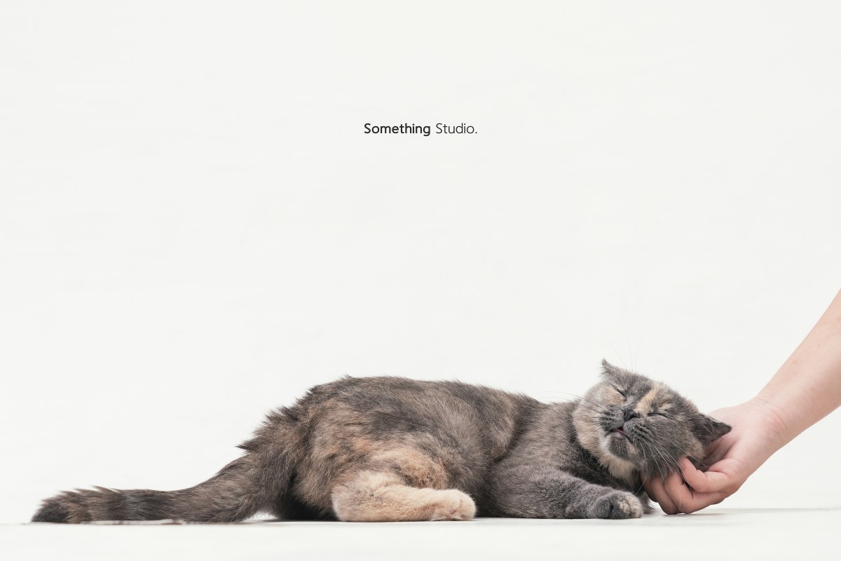 SOMETHINGSTUDIO,三牲工作室,三牲,中途攝影,寵物寫真,寵物攝影,寵物肖像,毛孩,毛孩寫真,喵星人,貓奴,貓,領養不棄養,領養代替購買