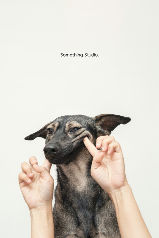 SOMETHINGSTUDIO,三牲工作室,三牲,中途攝影,寵物寫真,寵物攝影,寵物肖像,毛孩,毛孩寫真,汪星人,狗,米克斯,領養不棄養,領養代替購買