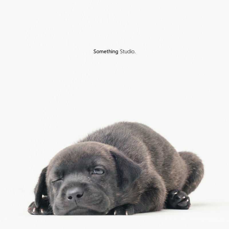 SOMETHINGSTUDIO,三牲工作室,三牲,中途攝影,寵物寫真,寵物攝影,寵物肖像,毛孩,毛孩寫真,汪星人,狗,米克斯,領養不棄養,領養代替購買