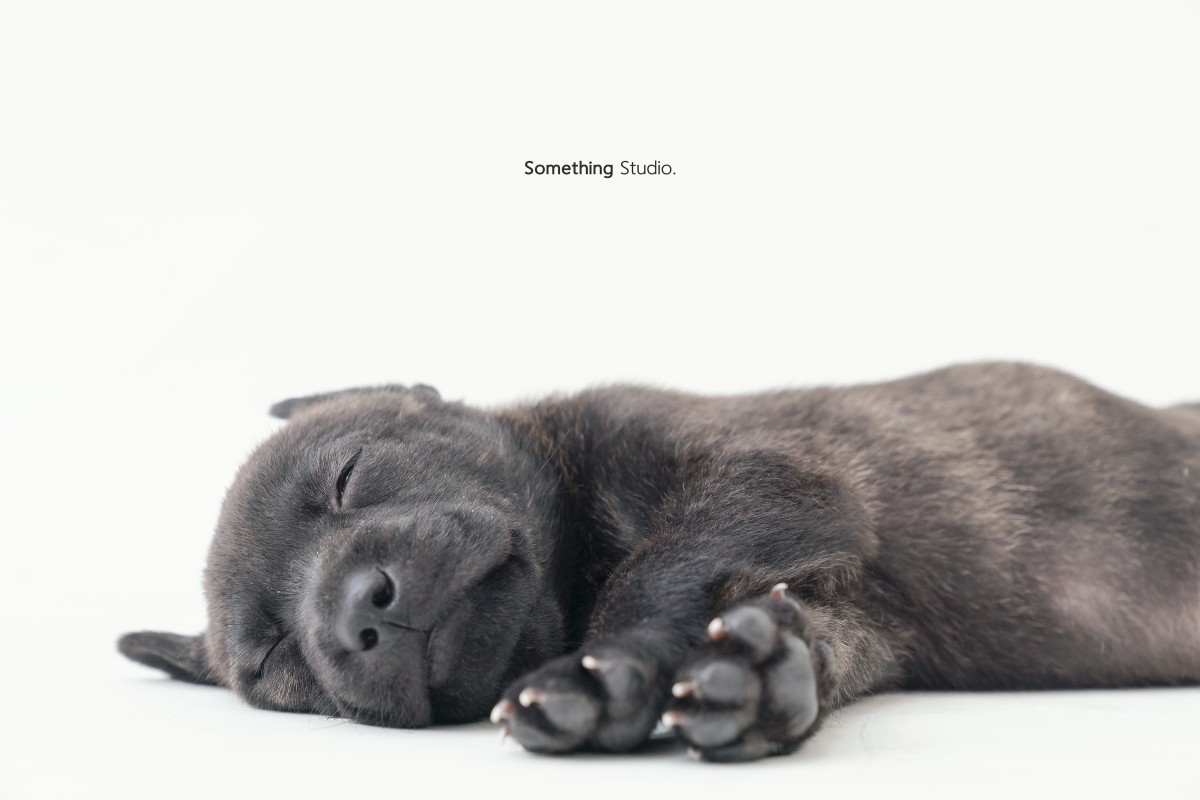 SOMETHINGSTUDIO,三牲工作室,三牲,中途攝影,寵物寫真,寵物攝影,寵物肖像,毛孩,毛孩寫真,汪星人,狗,米克斯,領養不棄養,領養代替購買