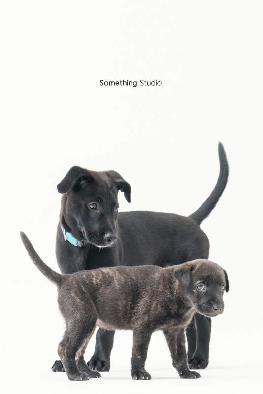 SOMETHINGSTUDIO,三牲工作室,三牲,中途攝影,寵物寫真,寵物攝影,寵物肖像,毛孩,毛孩寫真,汪星人,狗,米克斯,領養不棄養,領養代替購買