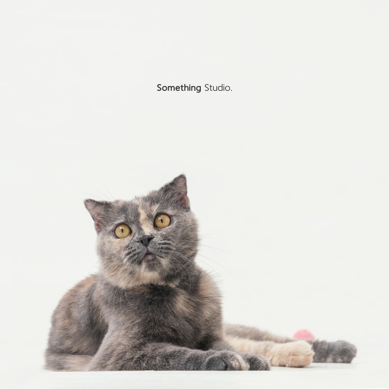 SOMETHINGSTUDIO,三牲工作室,三牲,中途攝影,寵物寫真,寵物攝影,寵物肖像,毛孩,毛孩寫真,喵星人,貓奴,貓,領養不棄養,領養代替購買