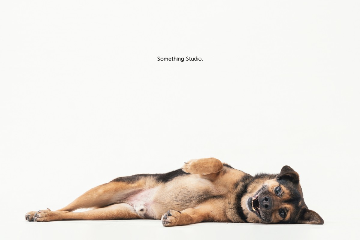 SOMETHINGSTUDIO,三牲工作室,三牲,中途攝影,寵物寫真,寵物攝影,寵物肖像,毛孩,毛孩寫真,汪星人,領養不棄養,領養代替購買,tamedfox,台灣巴克