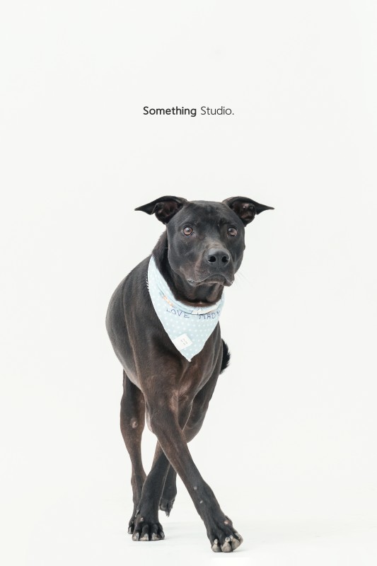 SOMETHINGSTUDIO,三牲工作室,三牲,中途攝影,寵物寫真,寵物攝影,寵物肖像,毛孩,毛孩寫真,汪星人,狗,米克斯,領養不棄養,領養代替購買