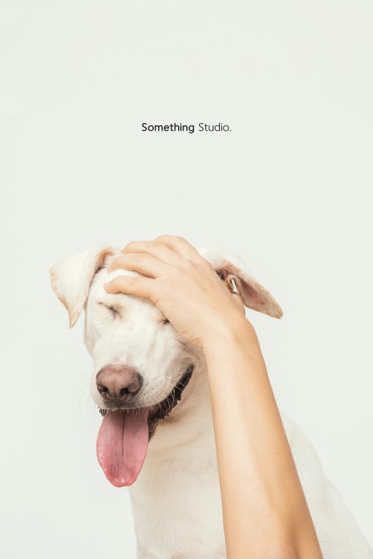 SOMETHINGSTUDIO,三牲工作室,三牲,中途攝影,寵物寫真,寵物攝影,寵物肖像,毛孩,毛孩寫真,汪星人,狗,米克斯,領養不棄養,領養代替購買