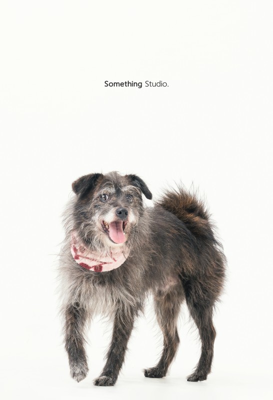 SOMETHINGSTUDIO,三牲工作室,三牲,中途攝影,寵物寫真,寵物攝影,寵物肖像,毛孩,毛孩寫真,喵星人,貓奴,貓,領養不棄養,領養代替購買