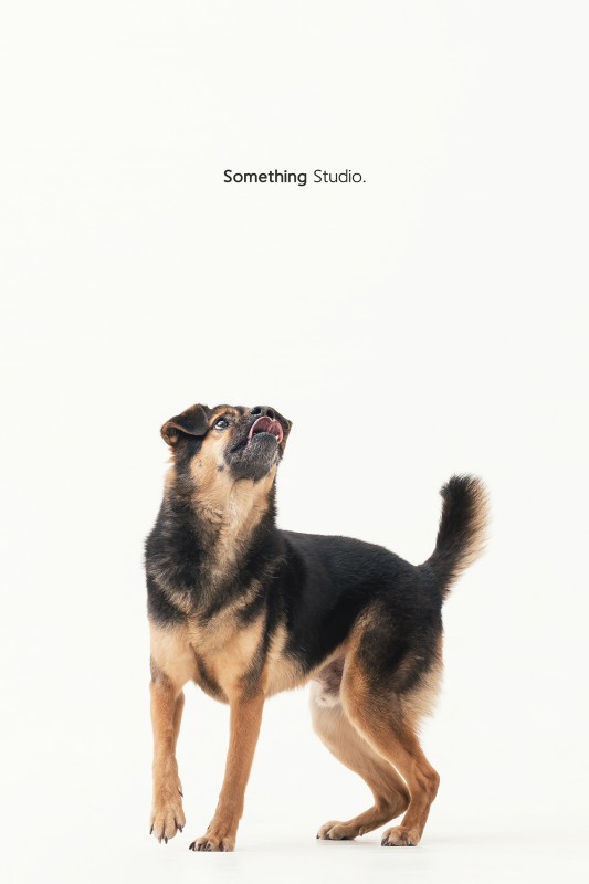 SOMETHINGSTUDIO,三牲工作室,三牲,中途攝影,寵物寫真,寵物攝影,寵物肖像,毛孩,毛孩寫真,汪星人,領養不棄養,領養代替購買,tamedfox,台灣巴克