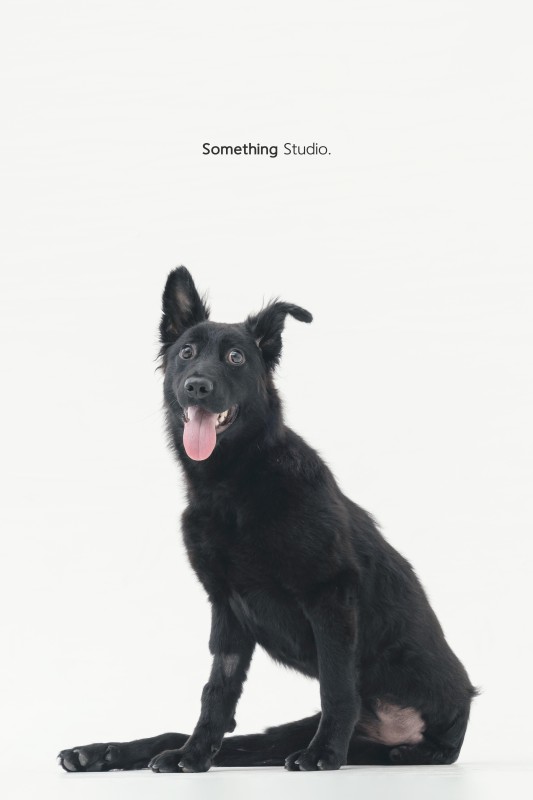 SOMETHINGSTUDIO,三牲工作室,三牲,中途攝影,寵物寫真,寵物攝影,寵物肖像,毛孩,毛孩寫真,喵星人,貓奴,貓,領養不棄養,領養代替購買