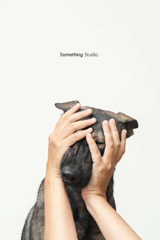 SOMETHINGSTUDIO,三牲工作室,三牲,中途攝影,寵物寫真,寵物攝影,寵物肖像,毛孩,毛孩寫真,汪星人,狗,米克斯,領養不棄養,領養代替購買