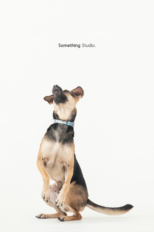 SOMETHINGSTUDIO,三牲工作室,三牲,中途攝影,寵物寫真,寵物攝影,寵物肖像,毛孩,毛孩寫真,汪星人,領養不棄養,領養代替購買,
