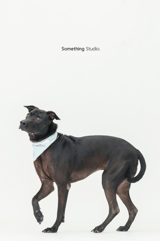 SOMETHINGSTUDIO,三牲工作室,三牲,中途攝影,寵物寫真,寵物攝影,寵物肖像,毛孩,毛孩寫真,汪星人,狗,米克斯,領養不棄養,領養代替購買