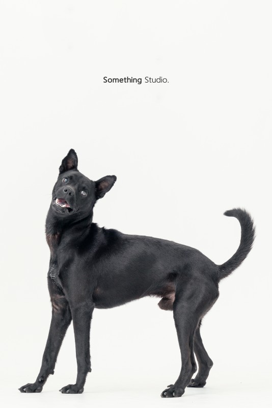 SOMETHINGSTUDIO,三牲工作室,三牲,中途攝影,寵物寫真,寵物攝影,寵物肖像,毛孩,毛孩寫真,汪星人,領養不棄養,領養代替購買
