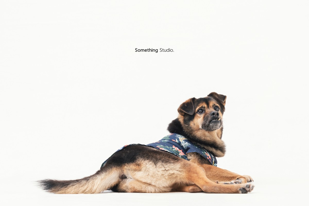 SOMETHINGSTUDIO,三牲工作室,三牲,中途攝影,寵物寫真,寵物攝影,寵物肖像,毛孩,毛孩寫真,汪星人,領養不棄養,領養代替購買,tamedfox,台灣巴克