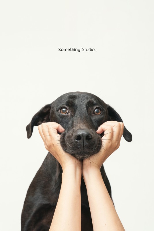 SOMETHINGSTUDIO,三牲工作室,三牲,中途攝影,寵物寫真,寵物攝影,寵物肖像,毛孩,毛孩寫真,汪星人,狗,米克斯,領養不棄養,領養代替購買