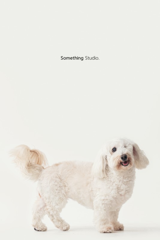 SOMETHINGSTUDIO,三牲工作室,三牲,中途攝影,寵物寫真,寵物攝影,寵物肖像,毛孩,毛孩寫真,喵星人,貓奴,貓,領養不棄養,領養代替購買