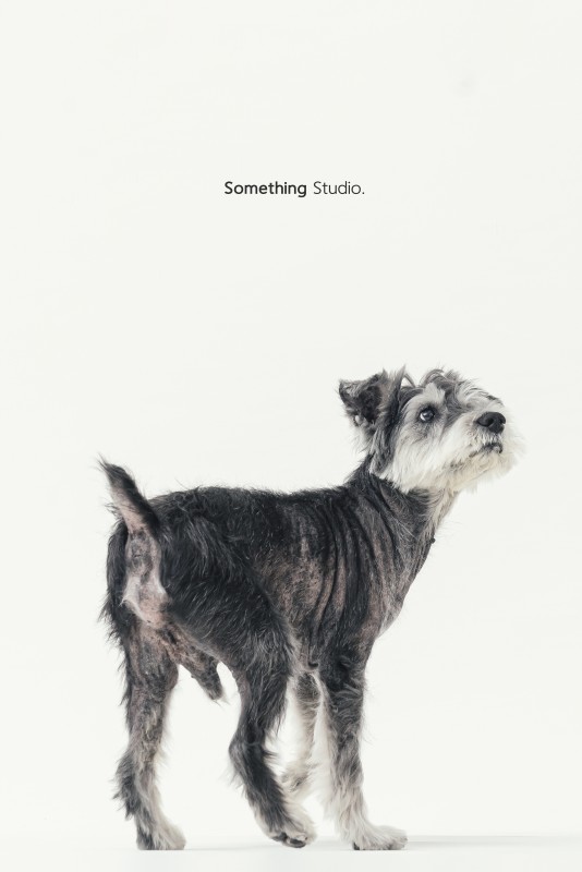 SOMETHINGSTUDIO,三牲工作室,三牲,中途攝影,寵物寫真,寵物攝影,寵物肖像,毛孩,毛孩寫真,喵星人,貓奴,貓,領養不棄養,領養代替購買
