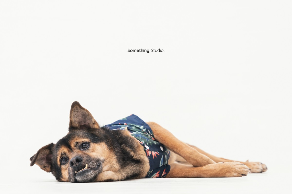 SOMETHINGSTUDIO,三牲工作室,三牲,中途攝影,寵物寫真,寵物攝影,寵物肖像,毛孩,毛孩寫真,汪星人,領養不棄養,領養代替購買,tamedfox,台灣巴克