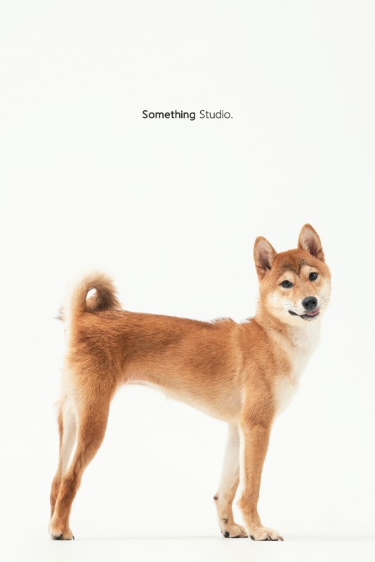 SOMETHINGSTUDIO,三牲工作室,三牲,中途攝影,寵物寫真,寵物攝影,寵物肖像,毛孩,毛孩寫真,汪星人,狗,米克斯,領養不棄養,領養代替購買