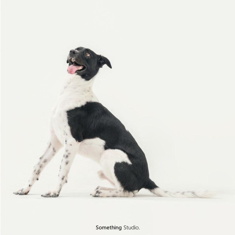 SOMETHINGSTUDIO,三牲工作室,三牲,中途攝影,寵物寫真,寵物攝影,寵物肖像,毛孩,毛孩寫真,汪星人,狗,米克斯,領養不棄養,領養代替購買
