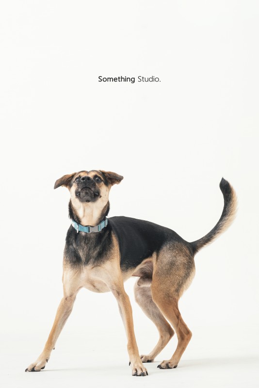 SOMETHINGSTUDIO,三牲工作室,三牲,中途攝影,寵物寫真,寵物攝影,寵物肖像,毛孩,毛孩寫真,汪星人,領養不棄養,領養代替購買,