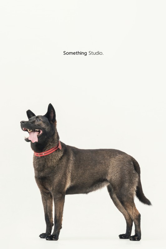 SOMETHINGSTUDIO,三牲工作室,三牲,中途攝影,寵物寫真,寵物攝影,寵物肖像,毛孩,毛孩寫真,汪星人,狗,米克斯,領養不棄養,領養代替購買
