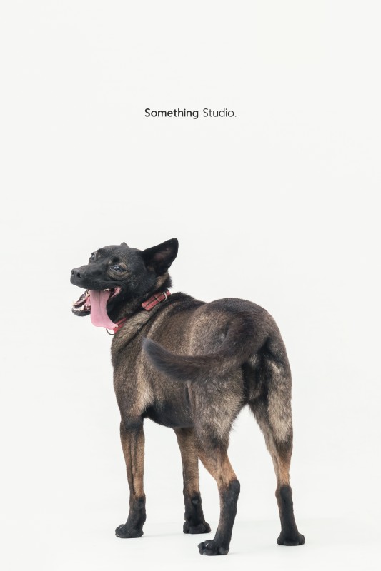 SOMETHINGSTUDIO,三牲工作室,三牲,中途攝影,寵物寫真,寵物攝影,寵物肖像,毛孩,毛孩寫真,汪星人,狗,米克斯,領養不棄養,領養代替購買