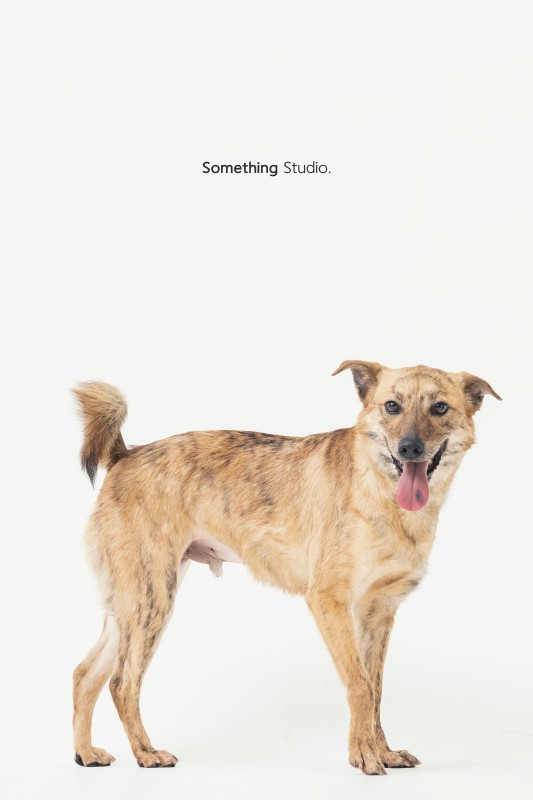 SOMETHINGSTUDIO,三牲工作室,三牲,中途攝影,寵物寫真,寵物攝影,寵物肖像,毛孩,毛孩寫真,汪星人,狗,米克斯,領養不棄養,領養代替購買